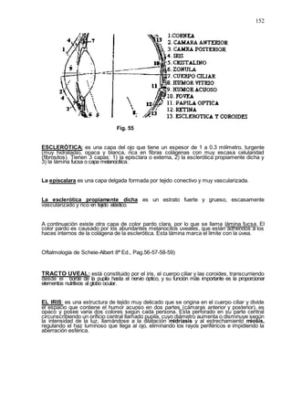 152
Fig. 55
ESCLERÓTICA: es una capa del ojo que tiene un espesor de 1 a 0.3 milímetro, turgente
(muy hidratada), opaca y blanca, rica en fibras colágenas con muy escasa celularidad
(fíbrositos). Tienen 3 capas: 1) la episclara o externa, 2) la esclerótica propiamente dicha y
3) la lámina fucsa o capa melanocítica.
La epíscalara es una capa delgada formada por tejido conectivo y muy vascularizada.
La esclerótica propiamente dicha es un estrato fuerte y grueso, escasamente
vascularizado y rico en tejido elástico.
A continuación existe otra capa de color pardo clara, por lo que se llama lámina fucsa. El
color pardo es causado por los abundantes melanocitos uveales, que están adheridos a los
haces internos de la colágena de la esclerótica. Esta lámina marca el límite con la úvea.
Oftalmología de Scheie-Albert 8ª Ed., Pag.56-57-58-59)
TRACTO UVEAL: está constituido por el iris, el cuerpo ciliar y las coroides, transcurriendo
desde el borde de la pupila hasta el nervio óptico, y su función más importante es la proporcionar
elementos nutritivos al globo ocular.
EL IRIS: es una estructura de tejido muy delicado que se origina en el cuerpo ciliar y divide
el espacio que contiene el humor acuoso en dos partes (cámaras anterior y posterior), es
opaco y posee varia dos colores según cada persona. Esta perforado en su parte central
circunscribiendo un orificio central llamado pupila, cuyo diámetro aumenta o disminuye según
la intensidad de la luz, llamándose a la dilatación midriasis y al estrechamiento miosis,
regulando el haz luminoso que llega al ojo, eliminando los rayos periféricos e impidiendo la
aberración esférica.
 