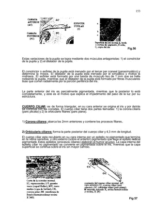 153
Fig.56
Estas variaciones de la pupila se logra mediante dos músculos antagonistas: 1) el constrictor
de la pupila y 2) el dilatador de la pupila.
El constrictor o esfínter de la pupila está inervado por el tercer par craneal (parasimpático) y
determina la miosis. El dilatador de la pupila está inervado por el simpático y motiva la
midriasis. El esfínter está formado por una banda de músculo liso de 1 mm que se halla
rodeando la pupila, mientras que el dilatador de la pupila está formado por fibras musculares
lisas que corren radialmente por la porción periférica del iris.
La parte anterior del iris es parcialmente pigmentada, mientras que la posterior lo está
completamente, y este es el motivo que explica el impedimento del paso de la luz por su
estructura.
CUERPO CILIAR: es de forma triangular, en su cara anterior se origina el iris y por detrás
se continúa con las coroides. El cuerpo ciliar tiene dos partes llamadas: 1) la corona ciliaris
(pars plicata) y 2) la orbicularis filiares (pars plana).
1) Corona ciliares: abarca los 2mm anteriores y contiene los procesos filiares.
2) Orbicularis ciliares: forma la parte posterior del cuerpo ciliar y 4,3 mm de longitud.
El cuerpo ciliar esta recubierto en su cara interna por un epitelio no pigmentado que termina
en la retina sensitiva, y otro externo (sobre el anterior) pigmentado que llega al epitelio retinal
pigmentado. Estos epitelios (procesos ciliares) elaboran el humor acuoso. La capa interna del
epitelio ciliar no pigmentado se convierte en pigmentada sobre el iris, mientras que la capa
superficial se continúa sobre el iris sin mayor cambio.
Fig 57
 