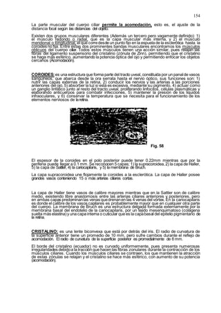 154
La parte muscular del cuerpo ciliar permite la acomodación, esto es, el ajuste de la
distancia focal según las distancias del objeto.
Existen dos grupos musculares diferentes (Además un tercero pero vagamente definido): 1)
el músculo redondo o radial, que es la capa muscular más interna, y 2) el músculo
meridional o longitudinal, el que corredesde un punto fijo en la espuelade la esclerótica hasta la
coroides no fija. Entre estas dos prominentes bandas musculares encontramos los músculos
oblicuos del cuerpo ciliar. Todos estos músculos tienen una acción similar, pues relajan las
fibras del ligamento suspensorio del cristalino (zónula de Zinn), permitiendo que el cristalino
se haga más esférico, aumentando la potencia óptica del ojo y permitiendo enfocar los objetos
cercanos (Acomodación).
COROIDES:es una estructura que forma parte del tracto uveal, constituida por un panalde vasos
sanguíneos, que abarca desde la ora serrata hasta el nervio óptico, sus funciones son: 1)
nutrir las capas externas de la retina, 2) conducir los nervios y las arterias a las porciones
anteriores del ojo, 5) absorber la luz si esta es excesiva, mediante su pigmento, 4) actuar como
un ganglio linfático junto al resto del tracto uveal, proliferando linfocitos, células plasmáticas y
elaborando anticuerpos para combatir infecciones, 5) mantener la presión de los líquidos
infraoculares, y 6) conservar la temperatura que se necesita para el funcionamiento de los
elementos nerviosos de laretina.
Fig. 58
El espesor de la coroides en el polo posterior puede tener 0.22mm mientras que por la
periferia puede llegar a 0.1 mm. Se reconocen 5 capas; 1) la supracoroidea,2) la capa de Haller,
5) la capa de Sattler, 4) la cariocapilaris, y 5) la membrana de Bruch.
La capa supracoroidea une flojamente la coroides a la esclerótica. La capa de Haller posee
grandes vasos conteniendo 15 o más arterias ciliares cortas.
La capa de Haller tiene vasos de calibre mayores mientras que en la Sattler son de calibre
medio, existiendo libre anastomosis entre las arterias ciliares anteriores y posteriores, pero
en ambas capas predominanlas venas quedrenanen las 4 venas del vórtex. En la cariocapilaris
es donde el calibre de los vasos capilares es probablemente mayor que en cualquier otra parte
del cuerpo. La membrana de Bruch es una estructura delgada formada externamente por la
membrana basal del endotelio de la cariocapilaris, por un tejido mesenquimatoso (colágena
suelta más elastina)y una capa interna o cuticular que es la capabasal del epitelio pigmentario de
la retina.
CRISTALINO: es una lente biconvexa que está por detrás del iris. El radio de curvatura de
la superficie anterior tiene un promedio de 10 mm, pero sufre cambios durante el reflejo de
acomodación. El radio de curvatura de la superficie posterior es promedialmente de 6 mm.
El borde del cristalino (ecuador) no es curvado uniformemente, pues presenta numerosas
irregularidades debidoa la tracción que hacen las fibras zonulares durante la contracción de los
músculos ciliares. Cuando los músculos ciliares se contraen, los que mantienen la atracción
de estas zónulas se relajan y el cristalino se hace más esférico, con aumento de su potencia
(acomodación).
 