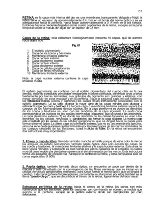 157
RETINA: es la capa más interna del ojo, es una membrana transparente, delgada y frágil; la
retina tiene un espesor de aproximadamente 0.4 mm en el borde del nervio óptico y se va
adelgazando hacia la periferia, hasta llegar aproximadamente a 0.14 mm en la ora serrata.
Entonces hay una creciente delgadez en los cuatro cuadrantes de la retina, excepto en la parte
temporal sobre la macula,donsigue con un espesor de 0,4 mm.
Capas de la retina: esta estructura histológicamente presenta 10 capas, que de adentro
hacia afuera son:
Fig. 61
1. El epitelio pigmentario
2. Capa de los conos y bastones
3. Membrana limitante externa
4. Capa nuclear externa
5. Capa plexiforme externa
6. Capa nuclear interna
7. Capa plexiforme externa
8. Capa de células ganglionares
9. Capa de fibras nerviosas
10 Membrana limitante externa
Nota: la capa nuclear externa contiene la capa
limitante media
El epitelio pigmentario se continua con el epitelio pigmentario del cuerpo ciliar en la ora
serrata, estando constituido porcélulas hexagonales monoestratificada, adheridas unas a otras
fuertemente por barras terminales; sus gránulos de pigmento son grandes y elípticos, con
mayor densidad en zona macular y en la periferia. Sigue la segunda capa en que hallamos
los fotorreceptores (conos y bastones) los cuales están íntimamente conectados con el
epitelio pigmentario. La luz debe alcanzar la mayor parte de las capas retinales para alcanzar y
estimular la capa de conos y bastones La tercera capa o membrana limitante externa separa los
cuerpos de los fotorreceptores de sus núcleos. En la capa plexiforme es donde las dendritas
de los conos y bastones se unen con las dendritas de la capa siguiente. La sexta capa
corresponde a los núcleos de las células intermedias (bipolares) que se unen a las anteriores.
La capa plexiforme externa (7) es donde las dendritas de las células bipolares se unen a las
dendritas de las células nerviosas o ganglionares que forman la capa siguiente. La novena caga
esta constituida por los axones de las células ganglionares que se dirigen hacia la papila para
formar el nervio óptico. La ultima capa es la limitante externa, que no es una membrana genuina,
sino una serie de de guiones o rayitas formadas por las inserciones de las barras terminales de
los cuerpos celulares de los bastones, conos y células de Müller. En la retina se encuentran
dos estructuras muy importantes:
.
1. Fóvea o macula lútea: llamada también mancha amarilla porque de este color la vieron
los antiguos en estado post-morten, también papila óptica. Aquí solo existen las capas de
los conos y bastones, la membrana limitante externa y la capa nuclear externa. Esta área no
tiene vasos retínales y solamente es esta nutrida por vasos capilares de la coroides, lo cuales
muy útil pues impide que pierda transparencia al ser atravesada por los vasos. Esta estructura
forma una pequeña de presión roja -naranja en el centro de la retina, y esta compuesta solo de
conos especiales (4.000)
2. Papila óptica: también llamada disco óptico, se encuentra un poco por dentro de la
mácula y está constituida por la convergencia de las fibras nerviosas que se inician en la
células nerviosas ganglionares retinianas, para luego formar el nervio óptico que se dirigirá al
cerebro. Esta zona no tiene fotorreceptores, por lo tanto es afuncional, por ellos también se la
llama "punto ciego", que se ubica hacia el centro de la retina, ligeramente del lado nasal.
Estructura periférica de la retina: hacia el centro de la retina, los conos son más
numerosos que los bastones, pero los bastones van dominando en número a medida que
avanza a la periferia, excepto en la periferia extrema, donde son reemplazados por cono
defectuosos.
 