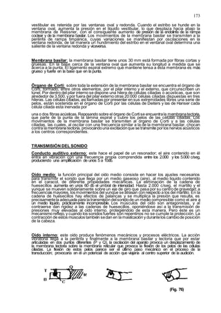 173
vestibular es retenida por las ventanas oval y redonda. Cuando el estribo se hunde en la
ventana oval, aumenta la presión en el líquido vestibular, lo que desplaza hacia abajo la
membrana de Reissner, con el consiguiente aumento de presión de la endolinfa de la rampa
coclear y de la membrana basilar. Los movimientos de la membrana basilar se transmiten a la
perilinfa de rampa timpánica, cuyas variaciones se manifiestan por oscilaciones en la
ventana redonda, de tal manera un hundimiento del estribo en el ventanal oval determina una
saliente de la ventana redonda y viceversa.
Membrana basilar: la membrana basilar tiene unos 30 mm está formada por fibras cortas y
gruesas. En la base cerca de la ventana oval que aumenta su longitud a medida que se
acerca a la punta. El ligamento espiral extremo que mantiene tensa a esta membrana es más
grueso y fuerte en la base que en la punta.
Órgano de Corti: sobre toda la extensión de la membrana basilar se encuentra el órgano de
Corti, formado, entre otros elementos, por el pilar interno y el externo, que circunscriben un
túnel. Por dentro del pilar interno se dispone una hilera de células ciliadas o acústicas, que son
alrededor de 3.500, y por fuera del pilar externo otras 20.000 células ciliadas dispuestas en tres
hileras. Las células ciliadas, asíllamadas por presentar en sus extremidades libres una serie de
pelos, están sostenida en el órgano de Corti por las células de Deiters y las de Hanser cada
célula ciliada esta inervada por
una o dos fibras acústicas.Reposando sobre el órgano de Cortise encuentrala membranatectoria,
que parte de la punta de la lámina espiral y cubre los pelos de las células ciliadas. Los
movimientos de la membrana basilar se transmiten al órgano de Corti y a las células
ciliadas, las cuales, al oscilar con una frecuencia similar a la de la membrana basilar, chocan
contra la membrana tectoria, provocandouna excitaciónque se transmite porlos nervios acústicos
a los centros correspondientes.
TRANSMISIÓN DEL SONIDO
Conducto auditivo externo: este hace el papel de un resonador; el aire contenido en él
entra en vibración con una frecuencia propia comprendida entre los 2.000 y los 5.000 c/seg,
produciendo una amplificación de unos 5 a 10db.
Oído medio: la función principal del oído medio consiste en hacer los ajustes necesarios
para transmitir el sonido que llega por un medio gaseoso (aire), al medio liquido contenido
en el caracol, de diferente propiedades mecánicas. La eliminación de la cadena de
huesecillos aumenta en unos 60 db el umbral de intensidad. Hasta 2.000 c/seg, el martillo y el
yunque se mueven solidariamente sobre un eje de giro que pasa por su centrode gravedad; a
frecuencias mayores, los movimientos del yunque se atrasan con respecto a los del martillo. En la
cadena de huesecillos hay efectos de palancas y se multiplica la presión que resulta, es
precisamentela adecuada para la transmisión delsonidode un medio compresible como el aire a
un medio líquido, prácticamente incompresible. Los músculos del oído son antagonistas, y al
contraerse dan rigidez a las cadenas de huesecillos, oponiéndose así a la transmisión de
presiones muy elevadas al oído interno, protegiéndolo de esta manera. Pero éste es un
mecanismo reflejo, y cuando los sonidos fuertes son repentinos no se cumple la protección. La
contracción de estos músculos también sedan en la masticación y durantelos cambiode posición
de la cabeza.
Oído interno: este oído produce fenómenos mecánicos y procesos eléctricos. La acción
vibratoria llega a la perilinfa y finalmente a la membrana basilar y tectoria que por estar
articuladas en dos puntos diferentes (P y Q), la oscilación del aparato provoca un desplazamiento de
la membrana tectoria sobre la membrana reticular que provoca la flexión de los pelos de las células
ciliadas. La flexión de estos pelos parece ser el último paso mecánico en el proceso de la
transducción; provocaría en él un potencial de acción que viajaría al centro superior de la audición.
(Fig. 76)
 