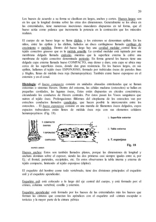 20
Los huesos de acuerdo a su forma se clasifican en: largos, anchos y cortos. Huesos largos: son
en los que la longitud domina sobre las otras dos dimensiones. Generalmente se los ubica en
las extremidades, tiene numerosas inserciones musculares dispuestas en tal forma, que el
hueso actúa como palanca que incrementa la potencia en la contracción que los músculos
realizan.
El cuerpo de un hueso largo se llama diáfisis, y los extremos se denominan epífisis. En los
niños, entre las epífisis y las diáfisis, hallados un disco cartilaginoso llamado cartílago de
crecimiento o metáfisis. Dentro del hueso largo hay una cavidad medular central llena de
tejido conectivo grasoso que es la médula amarilla. La cavidad medular está tapizada por una
membrana delgada llamada endostio, mientras que la superficie externa la cubre una
membrana de tejido conectivo denominada periostio. En forma general los huesos tiene una
delgada capa externa llamada hueso COMPACTO, muy denso y duro, esta capa se ubica muy
cerca de las superficies óseas, donde dan gran resistencia. En los huesos largos, en sus
epífisis, hallamos el tejido óseo ESPONJOSO, formado por trabéculas óseas de paredes finas
y frágiles, llenas de médula ósea roja (hematopoyética). También existe hueso esponjoso en el
esternón y en el coxal.
Histología: el hueso compacto consiste en unidades ahusadas entrelazadas que se llaman
osteomas o sistemas Havers. Dentro del osteoma, las células maduras (osteocitos) se hallan en
pequeñas cavidades, las lagunas óseas. Estas están dispuestas en círculos concéntricos,
circundando los conductos de Havers centrales. Por éstos pasan los Vasos sanguíneos que
nutren el tejido óseo. Prolongaciones filiformes del citoplasma de los osteocitos van por
estrechos conductos llamados canalículos, que hacen posible la interconexión entre los
osteocitos. . El hueso esponjoso consiste en una maraña de filamentos óseos delgados, cuyos
espacios trabeculares están llenos de médula ósea roja con sus elementos celulares
hematopoyéticos (Fig. 18).
Fig. 18
Huesos anchos: Estos son también llamados planos, porque las dimensiones de longitud y
anchura dominan sobre el espesor, siendo las dos primeras casi siempre iguales entre sí, por
Ej.: el frontal, parietales, occipitales, etc. En estos observamos la tabla interna y externa de
tejido compacto, limitando al tejido esponjoso (diploe).
El esqueleto del hombre como todo vertebrado, tiene dos divisiones principales: el esqueleto
axil y el esqueleto apendicular.
Esqueleto axil: está colocado a lo largo del eje central del cuerpo, y está formado por: el
cráneo, columna vertebral, costilla y esternón.
Esqueleto apendicular: está formado por los huesos de las extremidades más los huesos que
forman las cinturas que conectan los apéndices con el esqueleto axil -cintura escapular o
torácica y la mayor parte de la cintura pélvica
1.- Superficie exterior
2.- Tabla externa
3.- T. esponjoso
(diploe)
4.- tabla interna
(tejidocompacto)
HUESO LARGO
CARTILAGO
DECRECIMIENTO
T ESPONJOSO
DIAFISIS
T. COMPACTO
 