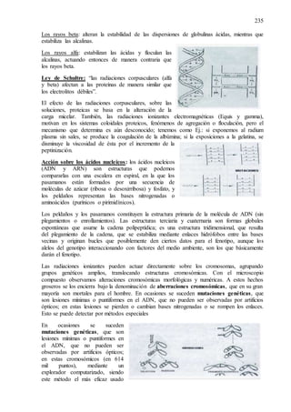 235
Los rayos beta: alteran la estabilidad de las dispersiones de globulinas ácidas, mientras que
estabiliza las alcalinas.
Los rayos alfa: estabilizan las ácidas y floculan las
alcalinas, actuando entonces de manera contraria que
los rayos beta.
Ley de Schultre: “las radiaciones corpusculares (alfa
y beta) afectan a las proteínas de manera similar que
los electrolitos débiles”.
El efecto de las radiaciones corpusculares, sobre las
soluciones, proteicas se basa en la alteración de la
carga micelar. También, las radiaciones ionizantes electromagnéticas (Equis y gamma),
motivan en los sistemas coloidales proteicos, fenómenos de agregación o floculación, pero el
mecanismo que determina es aún desconocido; tenemos como Ej.: si exponemos al radium
plasma sin sales, se produce la coagulación de la albúmina; si la exposiciones a la gelatina, se
disminuye la viscosidad de ésta por el incremento de la
peptinización.
Acción sobre los ácidos nucleicos: los ácidos nucleicos
(ADN y ARN) son estructuras que podemos
compararlas con una escalera en espiral, en la que los
pasamanos están formados por una secuencia de
moléculas de azúcar (ribosa o desoxirribosa) y fosfato, y
los peldaños representan las bases nitrogenadas o
aminoácidos (purínicos o pirimidínicos).
Los peldaños y los pasamanos constituyen la estructura primaria de la molécula de ADN (sin
plegamientos o enrollamientos). Las estructuras terciaria y cuaternaria son formas globales
espontáneas que asume la cadena polipeptídica; es una estructura tridimensional, que resulta
del plegamiento de la cadena, que se estabiliza mediante enlaces hidrófobos entre las bases
vecinas y originan bucles que posiblemente den ciertos datos para el fenotipo, aunque los
alelos del genotipo interaccionando con factores del medio ambiente, son los que básicamente
darán el fenotipo.
Las radiaciones ionizantes pueden actuar directamente sobre los cromosomas, agrupando
grupos genéticos amplios, translocando estructuras cromosómicas. Con el microscopio
compuesto observamos alteraciones cromosómicas morfológicas y numéricas. A estos hechos
groseros se los encierra bajo la denominación de aberraciones cromosómicas, que en su gran
mayoría son mortales para el hombre. En ocasiones se suceden mutaciones genéticas, que
son lesiones mínimas o puntiformes en el ADN, que no pueden ser observadas por artificios
ópticos; en estas lesiones se pierden o cambian bases nitrogenadas o se rompen los enlaces.
Esto se puede detectar por métodos especiales
En ocasiones se suceden
mutaciones genéticas, que son
lesiones mínimas o puntiformes en
el ADN, que no pueden ser
observadas por artificios ópticos;
en estas cromosómicos (en 614
mil puntos), mediante un
explorador computarizado, siendo
este método el más eficaz usado
 