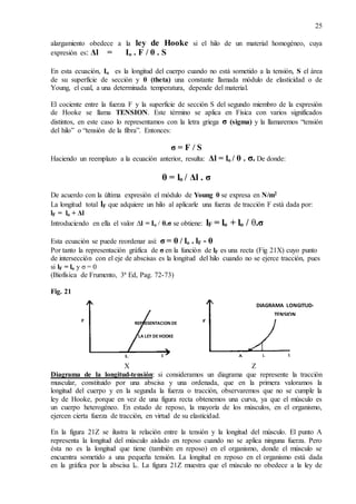 25
alargamiento obedece a la ley de Hooke si el hilo de un material homogéneo, cuya
expresión es: Δl = Io . F / θ . S
En esta ecuación, Io es la longitud del cuerpo cuando no está sometido a la tensión, S el área
de su superficie de sección y θ (theta) una constante llamada módulo de elasticidad o de
Young, el cual, a una determinada temperatura, depende del material.
El cociente entre la fuerza F y la superficie de sección S del segundo miembro de la expresión
de Hooke se llama TENSION. Este término se aplica en Física con varios significados
distintos, en este caso lo representamos con la letra griega σ (sigma) y la llamaremos “tensión
del hilo” o “tensión de la fibra”. Entonces:
σ = F / S
Haciendo un reemplazo a la ecuación anterior, resulta: Δl = lo / θ . σ. De donde:
θ = lo / Δl . σ
De acuerdo con la última expresión el módulo de Young θ se expresa en N/m2
La longitud total lF que adquiere un hilo al aplicarle una fuerza de tracción F está dada por:
lF = lo + Δl
Introduciendo en ella el valor ∆l = Io / θ.σ se obtiene: lF = lo + lo / θ.σ
Esta ecuación se puede reordenar así: σ = θ / lo . lF - θ
Por tanto la representación gráfica de σ en la función de lF es una recta (Fig 21X) cuyo punto
de intersección con el eje de abscisas es la longitud del hilo cuando no se ejerce tracción, pues
si lF = lo y σ = 0
(Biofísica de Frumento, 3ª Ed, Pag. 72-73)
Fig. 21
X Z
Diagrama de la longitud-tensión: si consideramos un diagrama que represente la tracción
muscular, constituido por una abscisa y una ordenada, que en la primera valoramos la
longitud del cuerpo y en la segunda la fuerza o tracción, observaremos que no se cumple la
ley de Hooke, porque en vez de una figura recta obtenemos una curva, ya que el músculo es
un cuerpo heterogéneo. En estado de reposo, la mayoría de los músculos, en el organismo,
ejercen cierta fuerza de tracción, en virtud de su elasticidad.
En la figura 21Z se ilustra la relación entre la tensión y la longitud del músculo. El punto A
representa la longitud del músculo aislado en reposo cuando no se aplica ninguna fuerza. Pero
ésta no es la longitud que tiene (también en reposo) en el organismo, donde el músculo se
encuentra sometido a una pequeña tensión. La longitud en reposo en el organismo está dada
en la gráfica por la abscisa lo. La figura 21Z muestra que el músculo no obedece a la ley de
REPRESENTACION DE
LA LEY DEHOOKE
DIAGRAMA LONGITUD-
TENSION
ON
 