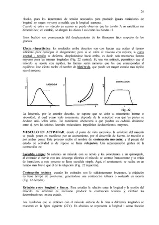 26
Hooke, pues los incrementos de tensión necesarios para producir iguales variaciones de
longitud se tornan mayores a medida que la longitud aumenta.
Cuando se estira un músculo en reposo se puede observar que las bandas A no modifican sus
dimensiones; en cambio, se alargan los discos I así como las bandas H.
Estos hechos son consecuencia del desplazamiento de los filamentos finos respecto de los
gruesos
Efecto viscoelástico: los resultados arriba descritos son con fuerzas que actúan el tiempo
suficiente para conseguir el alargamiento; pero si se estira al músculo con rapidez, la curva
longitud - tensión se deforma, desplazándose hacia arriba, es decir, son necesarias fuerzas
mayores para las mismas longitudes (Fig. 22 central). Si, una vez estirado, permitimos que el
músculo se acorte con rapidez, las fuerzas serán menores que las que corresponden al
equilibrio; éste efecto recibe el nombre de histéresis, que puede ser mayor cuando más rápido
sea el proceso.
Fig. 22
La histéresis, por lo anterior descrito, se supone que se debe al rozamiento interno o
viscosidad, al cual, como todo rozamiento, depende de la velocidad con que las partes se
deslizan unas sobre otras. Tal rozamiento obedecería a que puedan las cadenas deslizarse
entre sí, pero las uniones laterales moleculares impedirían deslizamientos mayores.
MUSCULO EN ACTIVIDAD; desde el punto de vista mecánico, la actividad del músculo
se puede poner en manifiesto por un acortamiento, por el desarrollo de fuerzas de tracción o
por ambas cosas. Este proceso recibe el nombre de contracción muscular, y el pasaje del
estado de actividad al de reposo se llama relajación. Una representación gráfica de la
contracción es:
Sacudida simple: Si aislamos un músculo con su nervio y los conectamos a un quimógrafo,
al estimular el nervio con una descarga eléctrica el músculo se contrae bruscamente y se relaja
de inmediato; a este proceso se llama sacudida simple. Aquí, el acortamiento se realiza en un
tiempo más breve que el de la relajación (Fig. 22 izquierda).
Contracción tetánica: cuando los estímulos son lo suficientemente frecuentes, la relajación
no tiene tiempo de producirse, generándose una contracción tetánica o sostenida en meseta
(Fig. 22 derecha).
Relación entre longitud y fuerza: Para estudiar la relación entre la longitud y la tensión del
músculo en actividad es necesario producir la contracción tetánica y efectuar las
determinaciones en ese estado.
Los resultados que se obtienen con el músculo sartorio de la rana a diferentes longitudes se
muestran en la figura siguiente (22Y). En abscisas se representa la longitud l como fracción
SACUDIDA
SIMPLE
CONTRACCION
TETANICA
 