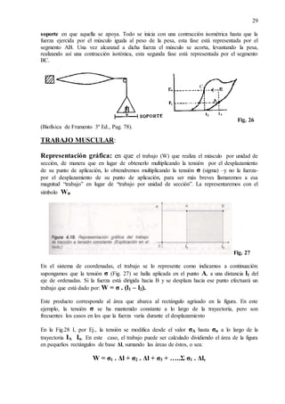 29
soporte en que aquella se apoya. Todo se inicia con una contracción isométrica hasta que la
fuerza ejercida por el músculo iguala al peso de la pesa, esta fase está representada por el
segmento AB. Una vez alcanzad a dicha fuerza el músculo se acorta, levantando la pesa,
realizando así una contracción isotónica, esta segunda fase está representada por el segmento
BC.
Fig. 26
(Biofísica de Frumento 3ª Ed., Pag. 78).
TRABAJO MUSCULAR:
Representación gráfica: en que el trabajo (W) que realiza el músculo por unidad de
sección, de manera que en lugar de obtenerlo multiplicando la tensión por el desplazamiento
de su punto de aplicación, lo obtendremos multiplicando la tensión σ (sigma) –y no la fuerza-
por el desplazamiento de su punto de aplicación, para ser más breves llamaremos a esa
magnitud “trabajo” en lugar de “trabajo por unidad de sección”. La representaremos con el
símbolo Wσ
Fig. 27
En el sistema de coordenadas, el trabajo se lo represente como indicamos a continuación:
supongamos que la tensión σ (Fig. 27) se halla aplicada en el punto A, a una distancia l1 del
eje de ordenadas. Si la fuerza está dirigida hacia B y se desplaza hacia ese punto efectuará un
trabajo que está dado por: W = σ . (l1 – l2).
Este producto corresponde al área que abarca al rectángulo agrisado en la figura. En este
ejemplo, la tensión σ se ha mantenido constante a lo largo de la trayectoria, pero son
frecuentes los casos en los que la fuerza varía durante el desplazamiento
En la Fig.28 I, por Ej., la tensión se modifica desde el valor σA hasta σn a lo largo de la
trayectoria IA In. En este caso, el trabajo puede ser calculado dividiendo el área de la figura
en pequeños rectángulos de base Δl, sumando las áreas de éstos, o sea:
W = σ1 . Δl + σ2 . Δl + σ3 + …..Ʃ σ1 . Δl,
 