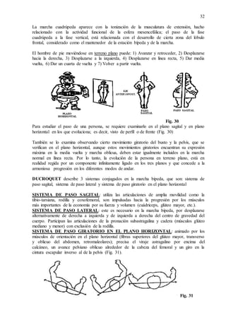 32
La marcha cuadrúpeda aparece con la tonización de la musculatura de extensión, hacho
relacionado con la actividad funcional de la esfera mesencefálica; el paso de la fase
cuadrúpeda a la fase vertical, está relacionada con el desarrollo de cierta zona del lóbulo
frontal, considerado como el mantenedor de la estación bípeda y de la marcha.
El hombre de pie moviéndose en terreno plano puede: 1) Avanzar y retroceder, 2) Desplazarse
hacia la derecha, 3) Desplazarse a la izquierda, 4) Desplazarse en línea recta, 5) Dar media
vuelta, 6) Dar un cuarta de vuelta y 7) Volver a partir vuelta.
Fig. 30
Para estudiar el paso de una persona, se requiere examinarlo en el plano sagital y en plano
horizontal en los que evoluciona; es decir, visto de perfil o de frente (Fig. 30)
También se lo examina observando cierto movimiento giratorio del busto y la pelvis, que se
verifican en el plano horizontal, aunque estos movimientos giratorios encuentran su expresión
máxima en la media vuelta y marcha oblicua, deben estar igualmente incluidos en la marcha
normal en línea recta. Por lo tanto, la evolución de la persona en terreno plano, está en
realidad regida por un componente infinitamente ligado en los tres planos y que concede a la
armoniosa progresión en los diferentes modos de andar.
DUCROQUET describe 3 sistemas conjugados en la marcha bípeda, que son: sistema de
paso sagital, sistema de paso lateral y sistema de paso giratorio en el plano horizontal
SISTEMA DE PASO SAGITAL: utiliza las articulaciones de amplia movilidad como la
tibio-tarsiana, rodilla y coxofemoral, son impulsadas hacia la progresión por los músculos
más importantes de la economía por su fuerza y volumen (cuádriceps, glúteo mayor, etc.).
SISTEMA DE PASO LATERAL: este es necesario en la marcha bípeda, por desplazarse
alternativamente de derecha a izquierda y de izquierda a derecha del centro de gravedad del
cuerpo. Participan las articulaciones de la pronación subastragalina y cadera (músculos glúteo
mediano y menor) con exclusión de la rodilla.
SISTEMA DE PASO GIRATORIO EN EL PLANO HORIZONTAL: animado por los
músculos de orientación en el plano horizontal (fibras superiores del glúteo mayor, transverso
y oblicuo del abdomen, retromaleolares); precisa el viraje astragalino por encima del
calcáneo, un avance pelviano oblicuo alrededor de la cabeza del femoral y un giro en la
cintura escapular inverso al de la pelvis (Fig. 31).
Fig. 31
 