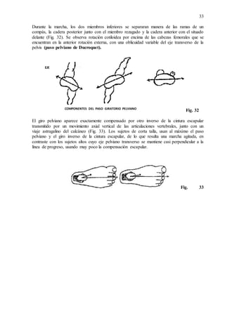 33
Durante la marcha, los dos miembros inferiores se separaran manera de las ramas de un
compás, la cadera posterior junto con el miembro rezagado y la cadera anterior con el situado
delante (Fig. 32). Se observa rotación cotiloidea por encima de las cabezas femorales que se
encuentran en la anterior rotación externa, con una oblicuidad variable del eje transverso de la
pelvis (paso pelviano de Ducroquet).
Fig. 32
El giro pelviano aparece exactamente compensado por otro inverso de la cintura escapular
transmitido por un movimiento axial vertical de las articulaciones vertebrales, junto con un
viaje astragalino del calcáneo (Fig. 33). Los sujetos de corta talla, usan al máximo el paso
pelviano y el giro inverso de la cintura escapular, de lo que resulta una marcha agitada, en
contraste con los sujetos altos cuyo eje pelviano transverso se mantiene casi perpendicular a la
línea de progreso, usando muy poco la compensación escapular.
Fig. 33
EJE
OBLICUO
COMPONENTES DEL PASO GIRATORIO PELVIANO
 