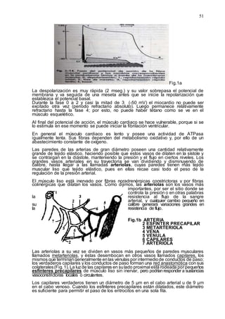 51
Fig.1a
La despolarización es muy rápida (2 mseg.) y su valor sobrepasa el potencial de
membrana y va seguida de una meseta antes que se inicie la repolarización que
establezca el potencial basal.
Durante la fase 0 a 2 y casi la mitad de 3 (-50 mV) el miocardio no puede ser
excitado otra vez (periodo refractario absoluto). Luego permanece relativamente
refractario hasta la fase 4; por esto, no puede haber tétano como se ve en el
músculo esquelético.
Al final del potencial de acción, el músculo cardiaco se hace vulnerable, porque si se
lo estimula en ese momento se puede iniciar la fibrilación ventricular.
En general el músculo cardiaco es lento y posee una actividad de ATPasa
igualmente lenta. Sus fibras dependen del metabolismo oxidativo y, por ello de un
abastecimiento constante de oxígeno.
Las paredes de las arterias de gran diámetro poseen una cantidad relativamente
grande de tejido elástico, haciendo posible que estos vasos de dilaten en la sístole y
se contraigan en la diástole, manteniendo la presión y el flujo en ciertos niveles. Los
grandes vasos arteriales en su trayectoria se van dividiendo y disminuyendo de
calibre, hasta llegar a las llamadas arteriolas, cuyas paredes tienen más tejido
muscular liso que tejido elástico, pues en ellas recae casi todo el peso de la
regulación de la presión arterial.
El músculo liso está inervado por fibras noradrenérgicas constrictoras y por fibras
colinérgicas que dilatan los vasos. Como dijimos, las arteriolas son los vasos más
importantes, por ser el sitio donde se
controla la presión o en otras palabras
la resistencia al flujo de la sangre
arterial, y cualquier cambio pequeño en
su calibre generará variaciones grandes en
la resistencia de flujo.
Fig.1b ARTERIA
2 ESFINTER PRECAPILAR
3 METARTERIOLA
4 VENA
5 VENULA
6 CAPILARES
7 ARTERIOLA
Las arteriolas a su vez se dividen en vasos más pequeños de paredes musculares
llamados metarteriolas, y éstas desembocan en otros vasos llamados capilares, los
mismos que terminangeneralmente enlas vénulas por intermediode conductos de paso;
los verdaderos capilares y los conductos de paso forman una red anastomótica con sus
colaterales(Fig. 1). La luzde las capilares en sulado proximal está rodeada por pequeños
esfínteres precapilares de músculo liso sin inervar, pero podríanresponder a sustancias
vasoconstrictoras locales o circulantes.
Los capilares verdaderos tienen un diámetro de 5 µm en el cabo arterial u de 9 µm
en el cabo venoso. Cuando los esfínteres precapilares están dilatados, este diámetro
es suficiente para permitir el paso de los eritrocitos en una sola fila.
 