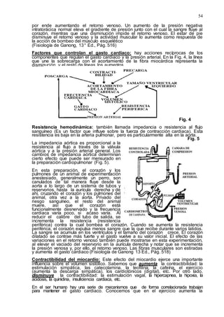 54
por ende aumentando el retorno venoso. Un aumento de la presión negativa
intratorácica normal eleva el gradiente de presión junto con el cual la sangre fluye al
corazón, mientras que una disminución impide el retorno venoso. El estar de pie
disminuye el retorno venoso y la actividad muscular lo aumenta como respuesta de
la acción de bombeo del músculo esquelético
(Fisiología de Ganong, 13ª Ed., Pág. 516)
Factores que controlan el gasto cardiaco: hay acciones recíprocas de los
componentes que regulan el gasto cardiaco y la presión arterial. En la Fig. 4, la línea
que une la sobrecarga con el acortamiento de la fibra miocárdica representa la
disminución, y el resto de líneas los aumentos.
Fig. 4
Resistencia hemodinámica: también llamada impedancia o resistencia al flujo
sanguíneo (Es un factor que influye sobre la fuerza de contracción cardiaca). Esta
resistencia es baja en la arteria pulmonar, pero es particularmente alta en la aorta.
Fig. 5
La impedancia aórtica es proporcional a la
resistencia al flujo a través de la válvula
aórtica y a la presión arterial general. Los
cambios de impedancia aórtica determinan
cierto efecto que puede ser mensurado en
la preparación cardiopulmonar (Fig. 5).
En esta preparación, el corazón y los
pulmones de un animal de experimentación
anestesiado, generalmente un perro, son
canulados de tal manera fluye desde la
aorta a lo largo de un sistema de tubos y
reservorios, hasta la aurícula derecha y de
ahí, cruzando el corazón y los pulmones del
animal, otra vez a la aorta. Privado del
riesgo sanguíneo, el resto del animal
muere, así que el corazón está
funcionalmente desnervado y la frecuencia
cardiaca varía poco, si acaso varía. Al
reducir el calibre del tubo de salida, se
incrementa la resistencia (resistencia
periférica) contra la cual bombea el corazón. Cuando se aumenta la resistencia
periférica, el corazón expulsa menos sangre que la que recibe durante varios latidos.
La sangre se acumula en los ventrículos y el tamaño del corazón crece. El corazón
dilatado se contrae más fuerte y el gasto vuelve a su valor inicial. El efecto de las
variaciones en el retorno venoso también puede mostrarse en esta experimentación,
al elevar el vaciado del reservorio en la aurícula derecha y notar que se incrementa
la presión venosa y, por ello, el retorno venoso. Las fibras musculares son estiradas
y aumenta el gasto cardiaco (Fisiología de Ganong 13 Ed., Pág. 518)
Contractibilidad del miocardio: Este efecto del miocardio ejerce una importante
influencia sobre el volumen sistólico. Sabemos que aumenta la contractibilidad: la
estimulación simpática, las catecolamina, la teofilina, la cafeína, el ejercicio
(aumenta la descarga simpática), los cardiotónicos (digital), etc. Por otro lado,
disminuye la contractibilidad: la estimulación vagal, la hipercapnea, la hipoxia, la
acidosis, la quinidina, insuficiencia cardiaca, etc.
En el ser humano hay una serie de mecanismos que de forma correlacionada trabajan
para mantener el gasto cardiaco. Conocemos que en el ejercicio aumenta la
 