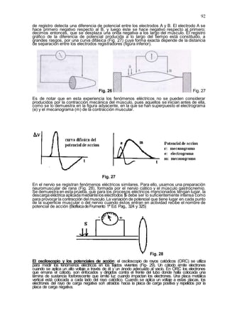 92
de registro detecta una diferencia de potencial entre los electrodos A y B. El electrodo A se
hace primero negativo respecto al B, y luego éste se hace negativo respecto al primero;
decimos entonces, que se desplaza una onda negativa a los largo del músculo. El registro
gráfico de la diferencia de potencial producida a lo largo del tiempo está constituido, a
grandes rasgos, por una curva difásica (Fig. 27) cuya forma exacta depende de la distancia
de separación entre los electrodos registradores (figura inferior).
Fig. 26 Fig. 27
Es de notar que en esta experiencia los fenómenos eléctricos no se pueden considerar
producidos por la contracción mecánica del músculo, pues aquellos se inician antes de ella,
como se lo demuestra en la figura adyacente, en la que se han superpuesto el electrograma
(e) y el mecanograma (m) de la contracción muscular.
Fig. 27
En el nervio se registran fenómenos eléctricos similares. Para ello, usamos una preparación
neuromuscular de rana (Fig. 28), formada por el nervio ciático y el músculo gastrocnemio.
Se demuestra en esta prueba, que para los procesos eléctricos mencionados tengan lugar, la
descarga eléctrica aplicadamediantelos electrodos S debe ser lo suficientemente intensa como
para provocarla contracción del musculo.La variación de potencial que tiene lugar en cada punto
de la superficie muscular o del nervio cuando éstos entran en actividad recibe el nombre de
potencial de acción (BiofísicadeFrumento 1ª Ed. Pag., 324 y 325)
Fig. 28
El osciloscopio y los potenciales de acción: el osciloscopio de rayos catódicos (ORC) se utiliza
para medir los fenómenos eléctricos en los tejidos vivientes (Fig- 29). Un cátodo emite electrones
cuando se aplica un alto voltaje a través de él y un ánodo adecuado al vacío. En ORC los electrones
que emana el cátodo, son enfocados y dirigidos contra el frente del tubo donde halla colocada una
lámina de sustancia fosforescente que emite luz cuando impactan los electrones. Una placa metálica
vertical está colocada a cada lado del rayo catódico. Cuando se aplica un voltaje a estas placas, los
electrones del rayo de carga negativa son atraídos hacia la placa de carga positiva y repelidos por la
placa de carga negativa.
 