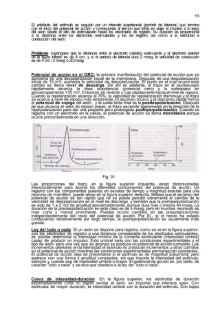 94
El artefacto del estímulo es seguido por un intervalo isopotencial (periodo de latencia) que termina
con el inicio del potencial de acción y corresponde al tiempo que tarda en viajar el impulso a lo largo
del axón desde el sitio de estimulación hasta los electrodos de registro. Su duración es proporcional
a la distancia entre los electrodos estimulantes y los de registro, así como a la velocidad e
conducción del axón.
Problema: supóngase que la distancia entre el electrodo catódico estimulante y el electrodo exterior
de la figura inferior es de 4 cm, y si el período de latencia dura 2 mseg, la velocidad de conducción
es de 4 cm / 2 mseg o 20 mseg.
Potencial de acción en el ORC: la primera manifestación del potencial de acción que se
aproxima es una despolarización inicial de la membrana. Después de una despolarización
inicial de 15 mV, aumenta la velocidad de despolarización. El punto en el cual ocurre este
cambio se llama nivel de descarga. De ahí en adelante, el trazo en el osciloscopio
rápidamente alcanza la línea isopotencial (potencial cero) y la sobrepasa en
aproximadamente +35 mV. Entonces se revierte y cae rápidamente hacia el nivel de reposo.
Cuando la repolarización alcanza el 70%, la velocidad de repolarización disminuye y el trazo
se acerca a nivel de reposo más lentamente. El ascenso brusco y el descenso rápido forma
el potencial de espiga del axón, y la caída lenta final es la posdespolarización. Después
de que alcanza el valor de reposo previo, el trazo asciende ligeramente en la dirección de la
hiperpolarización para dar una pequeña pero prolongada poshiperpolarización. Cuando se
registra con un electrodo en la célula, el potencial de acción se llama monofásico porque
ocurre primordialmente en una dirección.
Fig. 31
Las proporciones del trazo, en la figura superior izquierda, están distorsionadas
intencionalmente para ilustrar los diferentes componentes del potencial de acción. Un
registro con los componentes puestos en escalas de tiempo y magnitud exactas para una
neurona de mamífero, puede verse en la figura superior derecha. Nótese que el ascenso del
potencial de acción es tan rápido que no se puede percibir claramente el cambio de la
velocidad de despolarización en el nivel de descarga, y también que la poshiperpolarización
es solo de 1 a 2 mV de amplitud aproximadamente, aunque dura más o menos 40 mseg. La
duración de la posdespolarización en este caso es de 4 mseg, pero en muchas neuronas es
más corta y menos prominente. Pueden ocurrir cambios en las pospolarizaciones
independientemente del resto del potencial de acción. Por Ej., si el nervio ha estado
conduciendo iterativamente por largo tiempo, la poshiperpolarización es usualmente más
grande.
Ley del todo o nada: Si un axón se dispone para registro, como se ve en la figura superior,
con los electrodos de registro a una distancia considerable de los electrodos estimulantes,
es posible determinar la intensidad mínima de la corriente estimulante (intensidad umbral)
capaz de producir un impulso. Este umbral varía con las condiciones experimentales y el
tipo de axón; pero una vez que se alcanza se produce un potencial de acción completo. Los
incrementos ulteriores en la intensidad el estímulo no producen incrementos u otros cambios
en el potencial de acción mientras las condiciones experimentales permanezcan constantes.
El potencial de acción deja de presentarse si el estímulo es de magnitud subumbral; pero
aparece con una forma y amplitud constantes, sin que importe la intensidad del estímulo,
siempre y cuando sea de intensidad umbral o mayor. El potencial de acción es, por tanto, de
carácter “todo o nada” y se dice que obedece a la ley del “todo o nada”.
Curva de intensidad-duración: En la figura superior, los estímulos de duración
extremadamente corta no logran excitar el axón, sin importar que intensos sean. Con
estímulos de mayor duración, la intensidad umbral con la duración del estímulo. Con bajas
 