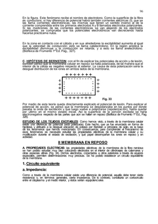 96
En la figura. Este fenómeno recibe el nombre de electrotono. Como la superficie de la fibra
es conductora, si hay diferencia de potencial habrá también corrientes eléctricas (I), que se
las llama corrientes electrotónicas, las mismas que tienen un sentido inverso al de la
corriente comprendida entre los primeros electrodos A y B llamados electrodos polarizantes.
Si las mediciones de las corrientes electrotónicas se van alejando de los electrodos
polarizantes, se comprueba que los potenciales electrotónicos van decreciendo hasta
hacerse practícame nulos.
En la zona en contacto con el cátodo y en sus alrededores la excitabilidad aumenta al igual
que la velocidad de conducción; esto se llama catelectrotono. En la región anódica la
excitabilidad disminuye y la conducción se retarda, y a esto se llama anelectrotono.
(Biofísica de Frumento 1ª Ed. Pag., 327).
C. HIPÓTESIS DE BERNSTEIN: con el fin de explicar los potenciales de acción y de lesión,
Berstein pensó que la membrana celular en reposo se halla polarizada, de tal manera que el
interior de la célula es negativo respecto al exterior. La causa de ésta polarización sería la
desigual distribución de los iones en ambos lados de la membrana.
Fig. 33
Por medio de esta teoría queda directamente explicado el potencial de lesión. Para explicar el
potencial de acción, se pensó que la membrana se despolarizaba en los puntos por donde
pasaba la onda de excitación y que luego vuelve a polarizarse (repolarización), hasta quedar
por ultimo en el mismo estado inicial. Así la superficie de la porción excitada se haría
electronegativa respecto de las partes que aún se hallan en reposo (Biofísica de Frumento 1ª Ed., Pag.
328).
ESTUDIO DE LOS TEJIDOS EXCITABLES: Como hemos visto, a través de la membrana celular
existe una diferencia de potencial (está polarizada). Este hecho, que ya fue enunciado en forma de
hipótesis y atribuido a la desigual ubicación de potasio por Berstein a principios de siglo, es la base
de los fenómenos que hemos mencionado. En consecuencia, para comprender el mecanismo de
esos fenómenos es necesario estudiar las propiedades eléctricas de la membrana celular y su
modificación durante el estado de excitación, y qué papel desempañan los iones en reposo y en
actividad.
II MEMBRANA EN REPOSO
A. PROPIEDADES ELECTRICAS: las propiedades eléctricas de la membrana de la fibra nerviosa
se han podido estudiar muy bien colocando electrodos en el interior de cilindroejes de calamares y
otras especies afines (Fig. 34). Dichos electrodos, conectados a otros exteriores a través de equipos
especiales, permiten determinaciones muy precisas. Se ha podido establecer un circuito equivalente
de la membrana.
1. Circuito equivalente
a. Impedancia:
Como a través de la membrana celular existe una diferencia de potencial, aquella debe tener cierta
resistencia o, en términos generales, cierta impedancia. De lo contrario, constituiría un cortocircuito
entre el citoplasma y el medio interior, y éstos serían equipotenciales
 