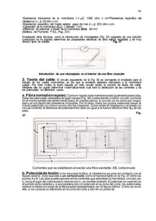 98
-Resistencia transversal de la membrana (τm): 1.000 ohm x cm3
-Resistencia específica del
citoplasma (τ1): 29 ohm x cm
-Resistencia específica del medio exterior -agua de mar- (τo): 20.5 ohm x cm
-Capacidad de la membrana (Cm): 1 µfaradio / cm3
-Diferencia de potencial a través de la membrana (Em): -60 mV
(Biofísica de Frumento 1ª Ed., Pag. 331)
Empleando otras técnicas, como la introducción de micropipetas (Fig. 37) cargadas de una solución
conductora se ha logrado determinar las propiedades eléctricas de otros tejidos excitables y de muy
diverso tipos de células. Fig. 37
Introducción de una micropipeta en el interior de una fibra muscular
2. Teoría del cable: El circuito equivalente de la Fig. 36 es semejante al empleado para el
estudio de los cables submarinos, en los que la envoltura aisladora reemplaza a la membrana
celular. Por este motivo la teoría basada en este circuito recibe el nombre de teoría del cable.
Mediante ella se puede determinar matemáticamente cuál será la distribución de las corrientes y de
los potenciales en diferentes casos.
a.Fibranormalenreposo:Comoen reposo todamembranaestá igualmentepolarizada,
todas las pilas están orientadas de igual manera(Fig. 38)y todas tiende a hacer circular corriente
en el mismo sentido (de dentrohacia fuera). En consecuencia, el circuito no se cierra por ningún
lado y la circulaciónde corriente es imposible. Por lo tanto, todos los puntos exteriores tienen el
mismo potencial y lo mismo ocurre con los interiores. Como entre el citoplasma y el medio no
circula corriente,la diferencia de potencial entre ellos es igual a la fuerza electromotriz Em de las
pilas.
Fig.
37
Corrientes que se establecen al excitar una fibra excitable. AB, cortocircuito
b.Potencialde lesión:si se secciona la fibra, el citoplasma se pone en contacto con el
líquido exterior. Esto equivale a un cortocircuito como el representado en la Fig. 37 entre los
puntos Ay B. Las pilas puedengenerarahora corrientes que atraviesan la membrana, circulan por
ro hacia el lugar del cortocircuitoy retornanpor r1,en sentido contrario. El potencial va cayendo en
el sentido de la corriente y, si seconsidera cero el potencial en la zona del corte, los potenciales
exterior e interiora lo largo de la fibraquedanrepresentados por la figura inferior. Como se ve en
ella, si se conecta un electrodo en la zona de corte y otro en un punto de
 