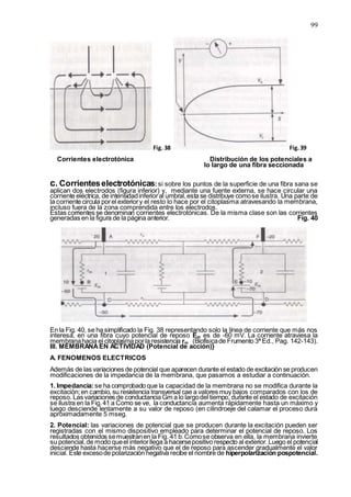 99
Fig. 38 Fig.39
Corrientes electrotónica Distribución de los potenciales a
lo largo de una fibra seccionada
c. Corrienteselectrotónicas:si sobre los puntos de la superficie de una fibra sana se
aplican dos electrodos (figura inferior) y, mediante una fuente externa, se hace circular una
corriente eléctrica, de intensidadinferioral umbral,esta se distribuye comose ilustra. Una parte de
la corriente circula porel exteriory el resto lo hace por el citoplasma atravesando la membrana,
incluso fuera de la zona comprendida entre los electrodos.
Estas corrientes se denominan corrientes electrotónicas. De la misma clase son las corrientes
generadas en la figura de la página anterior. Fig. 40
En la Fig. 40, se ha simplificado la Fig. 38 representando solo la línea de corriente que más nos
interesa, en una fibra cuyo potencial de reposo Em es de -60 mV. La corriente atraviesa la
membranahacia el citoplasma porla resistencia rm (Biofísicade Frumento 3ª Ed., Pag. 142-143).
III. MEMBRANAEN ACTIVIDAD (Potencial de acción)}
A. FENOMENOS ELECTRICOS
Además de las variaciones de potencial que aparecen durante el estado de excitación se producen
modificaciones de la impedancia de la membrana, que pasamos a estudiar a continuación.
1. Impedancia:se ha comprobado que la capacidad de la membrana no se modifica durante la
excitación;en cambio, su resistencia transversal cae a valores muy bajos comparados con los de
reposo. Las variaciones de conductancia Gm a lo largodel tiempo, durante el estado de excitación
se ilustra en la Fig.41 a Como se ve, la conductancia aumenta rápidamente hasta un máximo y
luego desciende lentamente a su valor de reposo (en cilindroeje del calamar el proceso dura
aproximadamente 5 mseg.
2. Potencial: las variaciones de potencial que se producen durante la excitación pueden ser
registradas con el mismo dispositivo empleado para determinar el potencial de reposo. Los
resultados obtenidos semuestranen la Fig. 41 b.Comose observa en ella, la membrana invierte
su potencial,de modo queel interiorllega a hacersepositivo respecto al exterior. Luego el potencial
desciende hasta hacerse más negativo que el de reposo para ascender gradualmente el valor
inicial. Este excesode polarización negativa recibe el nombre de hiperpolarización pospotencial.
 