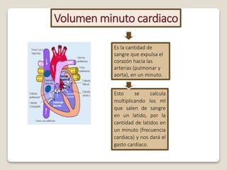 Volumen minuto cardiaco
Es la cantidad de
sangre que expulsa el
corazón hacia las
arterias (pulmonar y
aorta), en un minuto.
Esto se calcula
multiplicando los ml
que salen de sangre
en un latido, por la
cantidad de latidos en
un minuto (frecuencia
cardiaca) y nos dará el
gasto cardíaco.
 