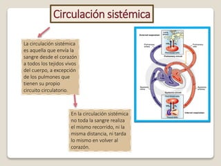 Circulación sistémica
La circulación sistémica
es aquella que envía la
sangre desde el corazón
a todos los tejidos vivos
del cuerpo, a excepción
de los pulmones que
tienen su propio
circuito circulatorio.
En la circulación sistémica
no toda la sangre realiza
el mismo recorrido, ni la
misma distancia, ni tarda
lo mismo en volver al
corazón.
 