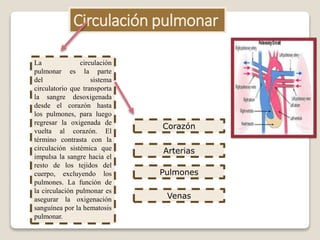 Circulación pulmonar
La circulación
pulmonar es la parte
del sistema
circulatorio que transporta
la sangre desoxigenada
desde el corazón hasta
los pulmones, para luego
regresar la oxigenada de
vuelta al corazón. El
término contrasta con la
circulación sistémica que
impulsa la sangre hacia el
resto de los tejidos del
cuerpo, excluyendo los
pulmones. La función de
la circulación pulmonar es
asegurar la oxigenación
sanguínea por la hematosis
pulmonar.
Corazón
Arterias
Pulmones
Venas
 