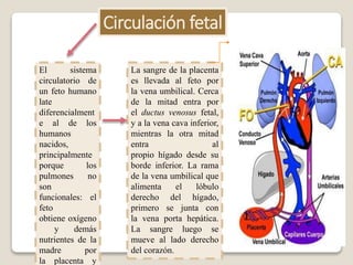 Circulación fetal
El sistema
circulatorio de
un feto humano
late
diferencialment
e al de los
humanos
nacidos,
principalmente
porque los
pulmones no
son
funcionales: el
feto
obtiene oxígeno
y demás
nutrientes de la
madre por
la placenta y
La sangre de la placenta
es llevada al feto por
la vena umbilical. Cerca
de la mitad entra por
el ductus venosus fetal,
y a la vena cava inferior,
mientras la otra mitad
entra al
propio hígado desde su
borde inferior. La rama
de la vena umbilical que
alimenta el lóbulo
derecho del hígado,
primero se junta con
la vena porta hepática.
La sangre luego se
mueve al lado derecho
del corazón.
 