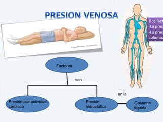 Dos factores: 
-La presión -La presión columna Factores 
Presión por actividad 
cardiaca 
Presión 
hidrostática 
Columna 
liquida 
son 
en la 
 