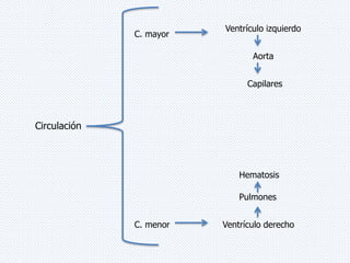Circulación 
C. mayor 
C. menor 
Ventrículo izquierdo 
Aorta 
Capilares 
Hematosis 
Pulmones 
Ventrículo derecho 
 