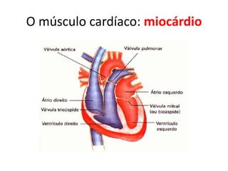 O músculo cardíaco: miocárdio  