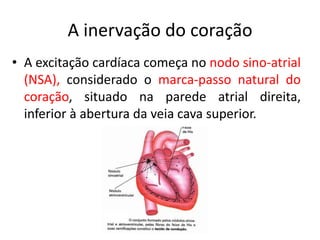 A inervação do coração 
•A excitação cardíaca começa no nodo sino-atrial (NSA), considerado o marca-passo natural do coração, situado na parede atrial direita, inferior à abertura da veia cava superior.  
