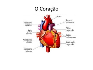 O Coração 
 