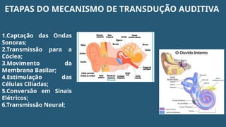 ​
1.​
Captação das Ondas
Sonoras;
​
2.​
Transmissão para a
Cóclea;
​
3.​
Movimento da
Membrana Basilar;
​
4.​
Estimulação das
Células Ciliadas;
​
5.​
Conversão em Sinais
Elétricos;
​
6.​
Transmissão Neural;
ETAPAS DO MECANISMO DE TRANSDUÇÃO AUDITIVA
 