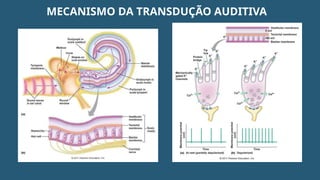 MECANISMO DA TRANSDUÇÃO AUDITIVA
 