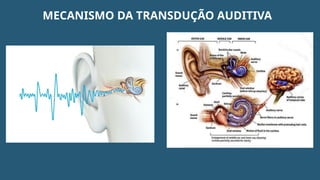 MECANISMO DA TRANSDUÇÃO AUDITIVA
 
