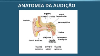 ANATOMIA DA AUDIÇÃO
 