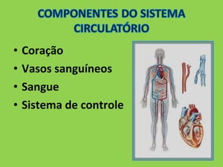 • Coração 
• Vasos sanguíneos 
• Sangue 
• Sistema de controle 
 