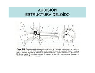 AUDICIÓN
ESTRUCTURA DELOÍDO
 