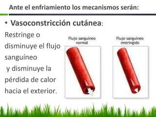 	Hace referencia al mantenimiento de la temperatura corporal dentro una zona específica bajo condiciones que involucran cargas térmicas internas (metabólicas) o externas (ambientales).Termorregulación