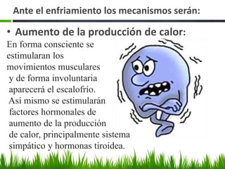  El mantenimiento de la temperatura corporal es posible por la capacidad que tiene el cuerpo para poner en marcha una serie de mecanismos que favorecen el equilibrio entre la producción y la pérdida de calor.Termorregulación