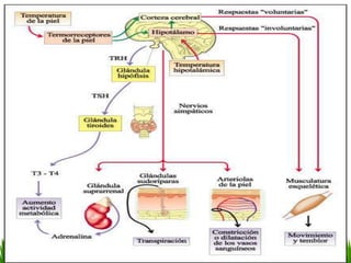 MECANISMOS DE TERMORREGULACIÓNA nivel del hipotálamo, una región del cerebro, se ha identificado un centro nervioso que funciona como termostato regulando la producción o pérdida de calor de acuerdo a la temperatura de esa zona.Si esas neuronas detectan aumento de temperatura harán que el cuerpo transpire y se produzca una gran dilatación de los vasos sanguíneos cutáneos. Otras células nerviosas de esos centros se activarán en respuesta al enfriamiento e incrementarán la producción de calor.