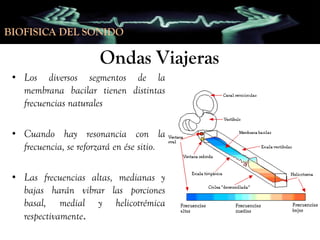 BIOFISICA DEL SONIDO

Ondas Viajeras
• Los diversos segmentos de la
membrana bacilar tienen distintas
frecuencias naturales
• Cuando hay resonancia con la
frecuencia, se reforzará en ése sitio.
• Las frecuencias altas, medianas y
bajas harán vibrar las porciones
basal, medial y helicotrémica
respectivamente.

 