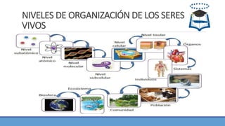 NIVELES DE ORGANIZACIÓN DE LOS SERES
VIVOS
 