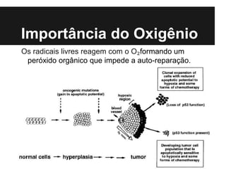 Importância do Oxigênio
Os radicais livres reagem com o O₂formando um
peróxido orgânico que impede a auto-reparação.
 