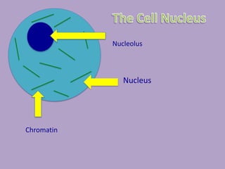 Nucleolus



               Nucleus




Chromatin
 