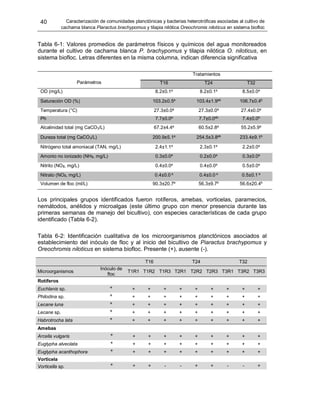 40 Caracterización de comunidades planctónicas y bacterias heterotróficas asociadas al cultivo de
cachama blanca Piaractus brachypomus y tilapia nilótica Oreochromis niloticus en sistema biofloc
Tabla 6-1: Valores promedios de parámetros físicos y químicos del agua monitoreados
durante el cultivo de cachama blanca P. brachypomus y tilapia nilótica O. niloticus, en
sistema biofloc. Letras diferentes en la misma columna, indican diferencia significativa
Los principales grupos identificados fueron rotíferos, amebas, vorticelas, paramecios,
nemátodos, anélidos y microalgas (este último grupo con menor presencia durante las
primeras semanas de manejo del bicultivo), con especies características de cada grupo
identificado (Tabla 6-2).
Tabla 6-2: Identificación cualitativa de los microorganismos planctónicos asociados al
establecimiento del inóculo de floc y al inicio del bicultivo de Piaractus brachypomus y
Oreochromis niloticus en sistema biofloc. Presente (+), ausente (-).
T16 T24 T32
Microorganismos
Inóculo de
floc
T1R1 T1R2 T1R3 T2R1 T2R2 T2R3 T3R1 T3R2 T3R3
Rotíferos
Euchlanis sp. + + + + + + + + + +
Philodina sp. + + + + + + + + + +
Lecane luna + + + + + + + + + +
Lecane sp. + + + + + + + + + +
Habrotrocha lata + + + + + + + + + +
Amebas
Arcella vulgaris + + + + + + + + + +
Euglypha alveolata + + + + + + + + + +
Euglypha acanthophora + + + + + + + + + +
Vorticela
Vorticella sp. + + + - - + + - - +
Parámetros
Tratamientos
T16 T24 T32
OD (mg/L) 8.2±0.1a
8.2±0.1a
8.5±0.0a
Saturación OD (%) 103.2±0.5a
103.4±1.9ab
106.7±0.4b
Temperatura (°C) 27.3±0.0a
27.3±0.0a
27.4±0.0a
Ph 7.7±0.0a
7.7±0.0ab
7.4±0.0b
Alcalinidad total (mg CaCO3/L) 67.2±4.4a
60.5±2.8a
55.2±5.9a
Dureza total (mg CaCO3/L) 200.9±5.1a
254.5±3.8ab
233.4±9.1b
Nitrógeno total amoniacal (TAN, mg/L) 2.4±1.1a
2.3±0.1a
2.2±0.0a
Amonio no ionizado (NH3, mg/L) 0.3±0.0a
0.2±0.0a
0.3±0.0a
Nitrito (NO2, mg/L) 0.4±0.0a
0.4±0.0a
0.5±0.0a
Nitrato (NO3, mg/L) 0.4±0.0 a
0.4±0.0 a
0.5±0.1 a
Volumen de floc (ml/L) 90.3±20.7a
56.3±9.7b
56.6±20.4b
 