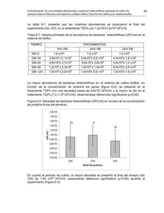 Caracterización de comunidades planctónicas y bacterias heterotróficas asociadas al cultivo de
cachama blanca Piaractus brachypomus y tilapia nilótica Oreochromis niloticus en sistema biofloc
45
La tabla 6-7, presenta que las máximas abundancias se alcanzaron al final del
experimento (día 120), en el tratamiento T32% con 1,5x106
±1,6x105
UFC/ml.
Tabla 6-7: Valores promedio de la abundancia de bacterias heterotróficas (UFC/ml) en el
sistema de biofloc
TIEMPO TRATAMIENTOS
16% PB 24% PB 32% PB
DIA 0 1,0 x104
1,0 x104
1,0 x104
DIA 30 2,8x105
±1,1x105
5,9x105
± 2,6 x105
4,4x105
± 1,8 x105
DIA 60 6,6x105
± 3,7x105
9,6x105
± 3,0x105
4,0x105
± 1,4 x105
DIA 90 1,2x106
± 2,3x105
1,0x106
± 1,4x105
6,0x105
± 3,9 x105
DIA 120 1,5x106
± 2,0x105
1,4x106
± 5,6 x105
1,5x106
± 1,6 x105
La mayor abundancia de bacterias heterotróficas en el sistema de cultivo biofloc, en
función de la concentración de proteína los peces (figura 6-2), se presentó en el
tratamiento T24% con una densidad media de 9,9x105
UFC/ml, y la menor se dio en el
tratamiento T32% (7,3 x 105
UFC/ml), observándose diferencias significativa (p<0.05).
Figura 6-2: Densidad de bacterias heterotróficas (UFC/ml) en función de la concentración
de proteína bruta del alimento
En cuanto al período de cultivo, la mayor densidad se presentó al final del ensayo (día
120) de 1,44 x106
UFC/ml, presentando diferencia significativa (p<0.05) durante el
experimento (Figura 6-3).
0,0E+00
2,0E+05
4,0E+05
6,0E+05
8,0E+05
1,0E+06
1,2E+06
1,4E+06
1,6E+06
1,8E+06
2,0E+06
16% 24% 32%
UFC.mL-1
Nivel de proteína
ab b
ac
 