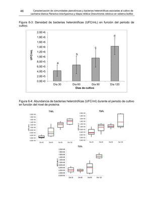 46 Caracterización de comunidades planctónicas y bacterias heterotróficas asociadas al cultivo de
cachama blanca Piaractus brachypomus y tilapia nilótica Oreochromis niloticus en sistema biofloc
Figura 6-3: Densidad de bacterias heterotróficas (UFC/mL) en función del periodo de
cultivo.
Figura 6-4: Abundancia de bacterias heterotróficas (UFC/ml) durante el periodo de cultivo
en función del nivel de proteína.
0,0E+0
2,0E+5
4,0E+5
6,0E+5
8,0E+5
1,0E+6
1,2E+6
1,4E+6
1,6E+6
1,8E+6
2,0E+6
Día 30 Día 60 Día 90 Día 120
UFC/mL
Días de cultivo
a
b
c
d
 