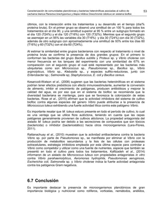 Caracterización de comunidades planctónicas y bacterias heterotróficas asociadas al cultivo de
cachama blanca Piaractus brachypomus y tilapia nilótica Oreochromis niloticus en sistema biofloc
53
últimos, con la interacción entre los tratamientos y su desarrollo en el tiempo (día/%
proteína bruta). En el primer grupo se observó una similitud de un 100 % para todos los
tratamientos en el día 90, y una similitud superior al 95 % entre un subgrupo formado en
el día 120 (T24%) y el día 120 (T16%) con 120 (T32%). Mientras que el segundo grupo
se asemejan en un 95% las variables día 30 (T16%) y día 30 (T24%) con día 30 (T32%),
además de otro subgrupo con aproximadamente una similitud de 93% entre los días 60
(T16%) y 60 (T32%) con el día 60 (T24%).
Al estimar la similaridad entre grupos bacterianos con respecto al tratamiento o nivel de
proteína bruta se confirma la presencia de dos grandes grupos: En el primero lo
conforman las bacterias del grupo Bacillus subtilis y Proteus sp. y Vibrio cholerae con
menor frecuencia en los tanques del experimento con una similaridad de 67% en
comparación con el segundo grupo el cual está representado por las bacterias más
ubiquitarias como son Micrococcus sp., Pseudomonas sp., Bacillus sp., Vibrio
arginolyticus, Vibrio sp., Klebsiella sp., y especies sulfito-reductoras, junto con
Enterobacter sp.; Salmonella sp; Staphylococcus, E. coli y Bacillus cereus.
Kesarcodi-Watson et al., (2008) sugieren que las bacterias heterotróficas en el sistema
podrían tener efectos prebióticos con efecto inmunoestimulante, aumentar la conversión
de alimento, inhibir el crecimiento de patógenas, producen antibióticos y mejorar la
calidad del agua, es por eso que en el sistema de biofloc se recomienda que la
diversidad bacteriana se mantenga, para que se favorezca la colonización de estas
bacterias. Rose et al., (2015) afirman que la actividad inhibidora del sistema de cultivo
biofloc contra algunas especies del genero Vibrio puede atribuirse a la presencia de
Micrococcus luteus exhibiendo una fuerte actividad lítica contra este patógeno Vibrio.
Es importante resalar que M. luteus estuvo presente en todo el período de cultivo, lo cual
es una ventaja que se utilice flora autóctona, teniendo en cuenta que las cepas
patógenas generalmente provienen de cultivos alóctonos. La propiedad antagonista del
aislado M. luteus podría ser debido a las secreciones de compuestos que son tóxicos
(bactericida) o inhibidor (bacteriostático) hacia otros microorganismos (Lara-Flores,
2011).
Rattanachuay et al., (2010) muestran que la actividad antibacteriana contra la bacteria
Vibrio sp. por parte de Pseudomonas sp., se manifiesta por eliminar al Vibrio con la
producción de metabolitos secundarios y la lisis de las células con proteasas
extracelulares, estrategia inhibidora empleada por esta última especie para controlar a
Vibrio como competidor y utilizar como una fuente de nutrientes, especie que también se
presentó en todo el cultivo para todos los tratamientos. Kafilzadeh et al., (2014)
informaron de un aislado de Micrococcus luteus con propiedades antagonistas in vitro
contra Vibrio parahaemolyticus, Aeromonas hydrophila, Pseudomonas aeruginosa,
Escherichia coli, Salmonella sp. y Vibrio cholerae indica la fuerte actividad antagonista
contra los patógenos Gram negativos.
6.7 Conclusión
Es importante destacar la presencia de microorganismos planctónicos de gran
importancia biológica y nutricional como rotíferos, vorticelas, nemátodos, anélidos,
 