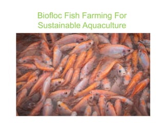 Biofloc Fish Farming For
Sustainable Aquaculture
 