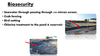 Biosecurity
• Seawater through passing through 250 micron screen.
• Crab fencing
• Bird netting
• Chlorine treatment to the pond & reservoir.
 