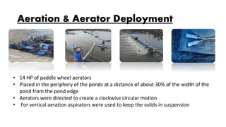 Aeration & Aerator Deployment
• 14 HP of paddle wheel aerators
• Placed in the periphery of the ponds at a distance of about 30% of the width of the
pond from the pond edge
• Aerators were directed to create a clockwise circular motion
• For vertical aeration aspirators were used to keep the solids in suspension
 
