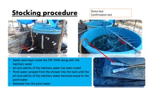 Stocking procedure
• Seeds were kept inside the FRP TANK along with the
hatchery water
• pH and salinity of the hatchery water has been noted
• Pond water sprayed from the shower into the tank until the
pH and salinity of the hatchery water becomes equal to the
pond water
• Released into the pond water
Stress test
Confirmation test
 