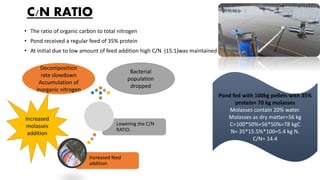 C/N RATIO
• The ratio of organic carbon to total nitrogen
• Pond received a regular feed of 35% protein
• At initial due to low amount of feed addition high C/N (15:1)was maintained
Pond fed with 100kg pellets with 35%
protein+ 70 kg molasses
Molasses contain 20% water.
Molasses as dry matter=56 kg
C=100*50%+56*50%=78 kgC
N= 35*15.5%*100=5.4 kg N.
C/N= 14.4
Increased feed
addition
Lowering the C/N
RATIO.
Bacterial
population
dropped
Decomposition
rate slowdown
Accumulation of
inorganic nitrogen
Increased
molasses
addition
 